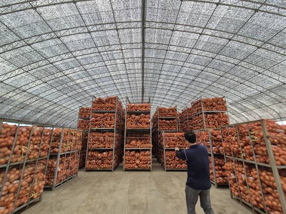 지난 1일 전남 무안군 전남서남부채소농협 해제사업소에서 양파가 비닐하우스 안에 야적돼있다. 황희규 기자.