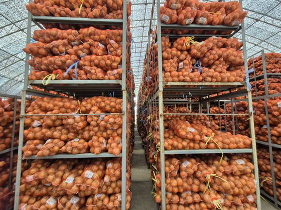 지난 1일 전남 무안군 전남서남부채소농협 해제사업소에서 양파가 비닐하우스 안에 야적돼있다. 황희규 기자.