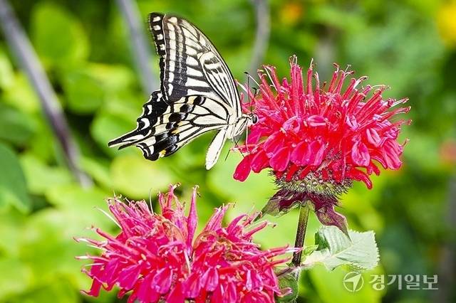 특유의 향으로 벌과 나비를 끌어들이는 ‘베르가못’. 홍기웅기자