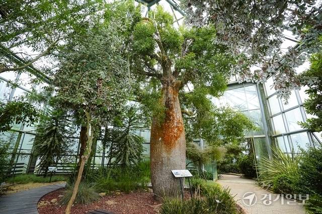 바오밥나무가 중앙에 위치한 호주식물온실. 홍기웅기자