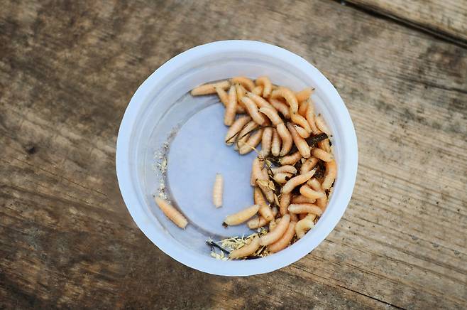 구더기.[게티이미지뱅크]