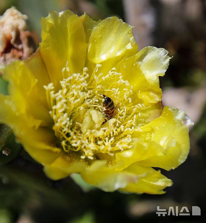 [제주=뉴시스] 우장호 기자 = 무더운 날씨를 보인 3일 오전 국내 유일 야생 선인장 군락지인 제주시 한림읍 월령리 제주올레 14코스에 피어난 노란 선인장꽃 속에서 꽃등에가 부지런히 꿀을 따고 있다. 2025.07.03. woo1223@newsis.com