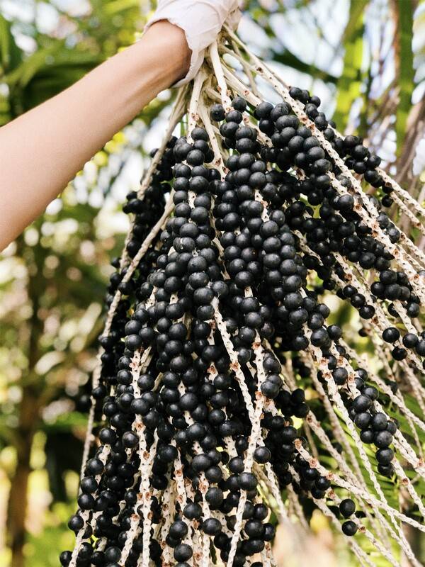 카후쿠 농장에서 수확한 아사이 / 하와이관광청