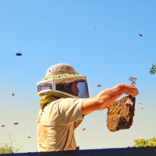 하와이 아일랜드에서 가장 큰 꿀 제조업체인 빅 아일랜드 비즈 / 하와이관광청&nbsp;