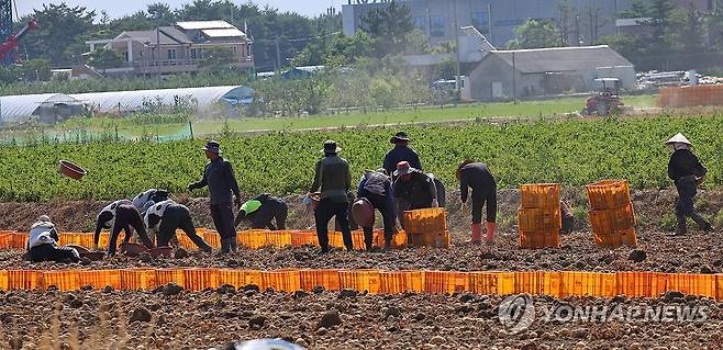 감자 수확하는 농민과 외국인 노동자 [연합뉴스 자료사진]