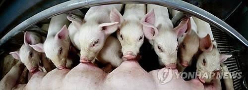 새끼 젖먹이는 돼지 [EPA=연합뉴스 자료사진]