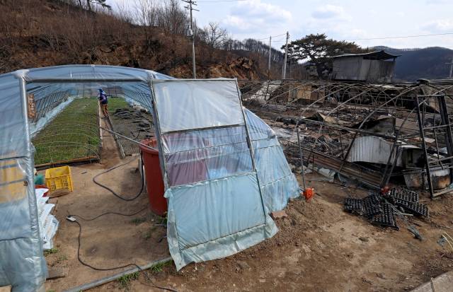 31일 청송군 진보면 기곡리에서 산불 피해 주민이 불에 탄 비닐하우스를 철거하고 다시 지은 비닐하우스에 마늘 모종을 모은 후 물을 주고 있다. 김영진 기자 kyjmaeil@imaeil.com