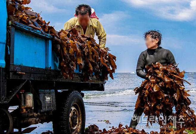 제주 바다의 고수온에 따라 해조류 수확량은 갈수록 감소하고 있다. 사진은 지난 2009년 제주시 하도리에서 수확한 감태를 차량에 싣고 있는 모습. 현재는 감태 수확량이 확 줄었다. (사진=김환철 사진부장) ⓒ헤드라인제주