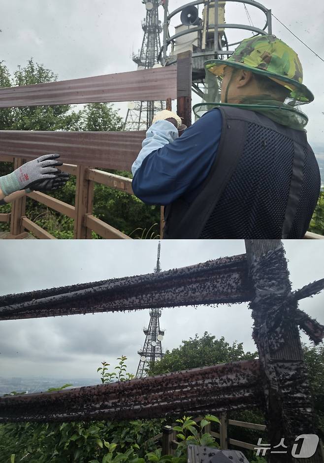 인천 계양구 직원들이 다용도 트랩을 설치하고 있다. 이 트랩에는 수십분 만에 수천마리의 러브버그(붉은등우단털파리)가 달라 붙었다. ⓒ 뉴스1 황덕현 기자