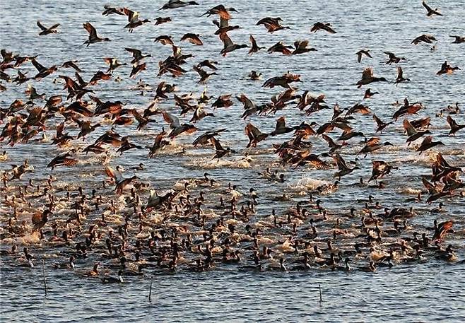 2018년 낙동강 하구 생태공원 사진공모전 최우수 수상작 ‘오리날다’./부산시 낙동강관리본부 제공