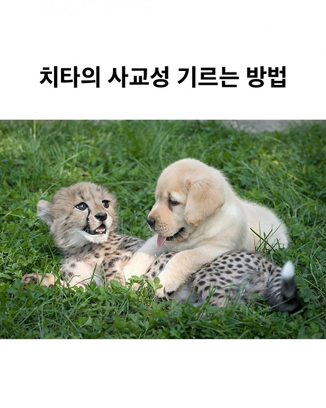 image.png 치타의 사교성 기르는 방법