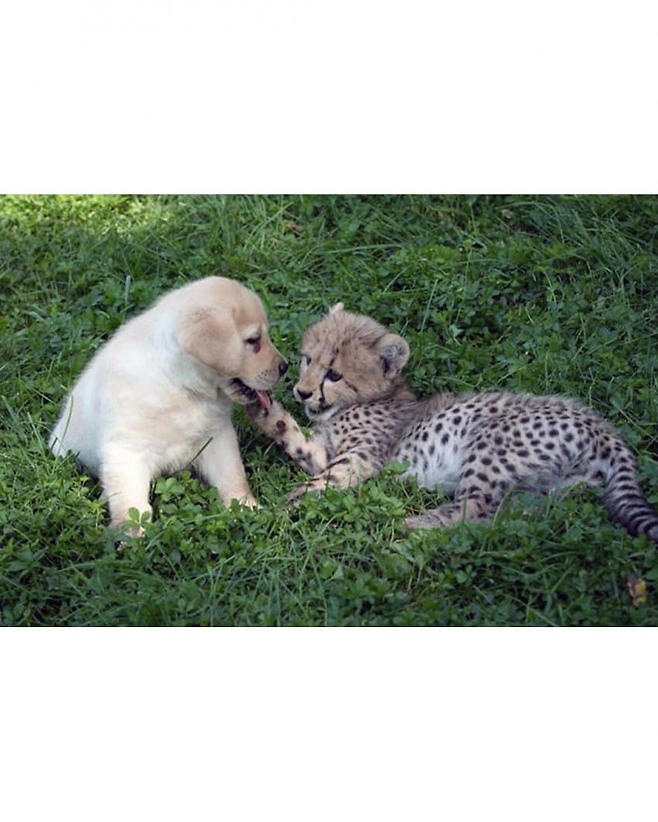 image.png 치타의 사교성 기르는 방법