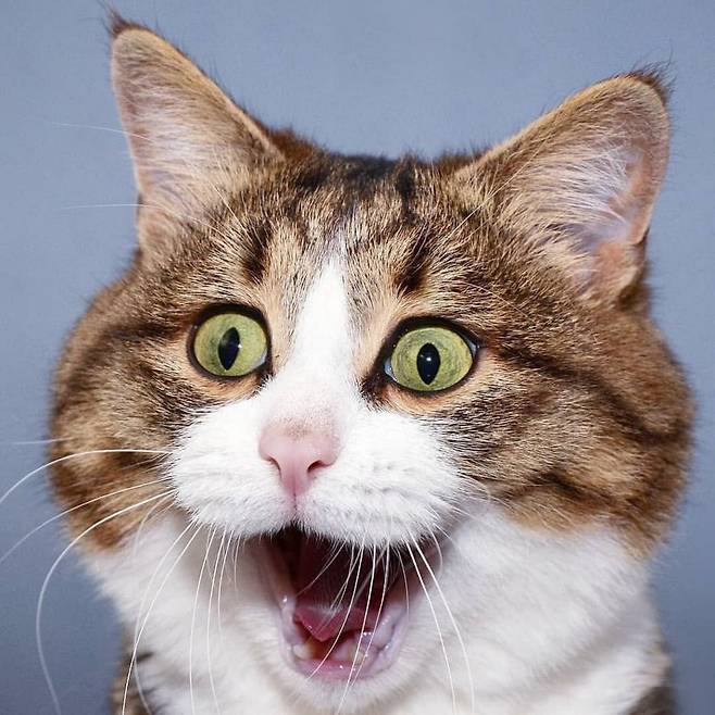 Internet_20250704_154118_5.jpeg 조선 민화 호랑이 특징