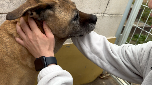 경기 남양주시 동물자유연대 온센터에서 만난 '경애'가 활동가로부터 귀 청소를 받고 있다. 동그람이 정진욱