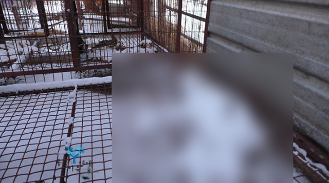 동물자유연대가 현장을 찾을 당시, 철장 안에서 방치된 채 발견된 개의 사체. 당시 내린 눈이 사체 위로 쌓여 있었다. 동물자유연대 제공