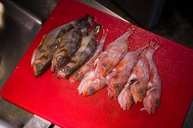 당일바리로 경남 마산에서 올라온 불볼락(열기)과 홍감펭(오른쪽). 장준우 제공