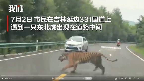 중국 지린성에 나타난 야생 백두산호랑이 [사진=베이징바오 영상 캡처]