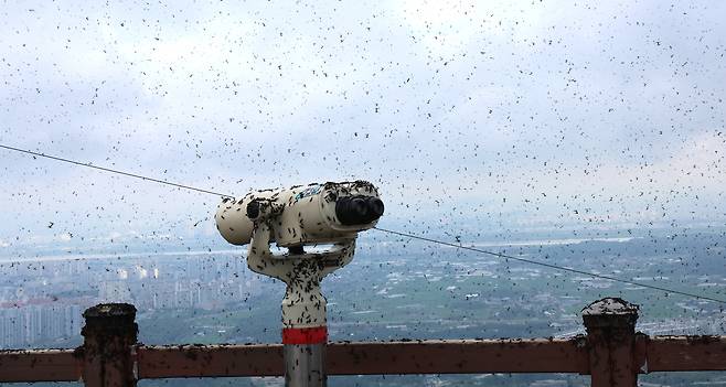 The top of the Gyeyang Mountain is filled with lovebugs on June 30. (Yonhap)