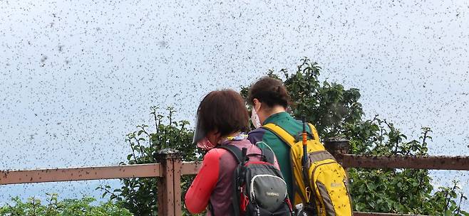 지난달 30일 오전 인천 계양구 계양산 정상이 러브버그(붉은등우단털파리)들로 뒤덮여 등산객들이 불편을 겪고 있다. 연합뉴스