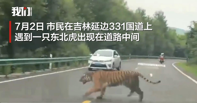 중국 지린성에 나타난 백두산호랑이. [사진 출처 = 베이징바오]