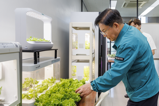 박강수 마포구청장이 신선한 상추를 살피고 있다.