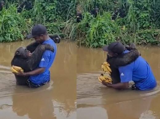 침팬지가 자신을 구해준 남성과 만나 뜨거운 포옹을 나눴다. [sns]