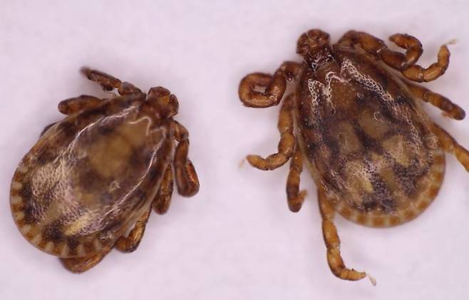 [광주=뉴시스] 개피참진드기. (사진 = 광주보건환경연구원 제공) *재판매 및 DB 금지