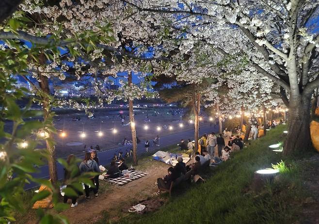 벚꽃축제. 청주시 제공