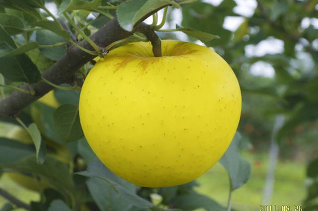 다 익은 상태의 ‘골든볼’ 사과. 농촌진흥청