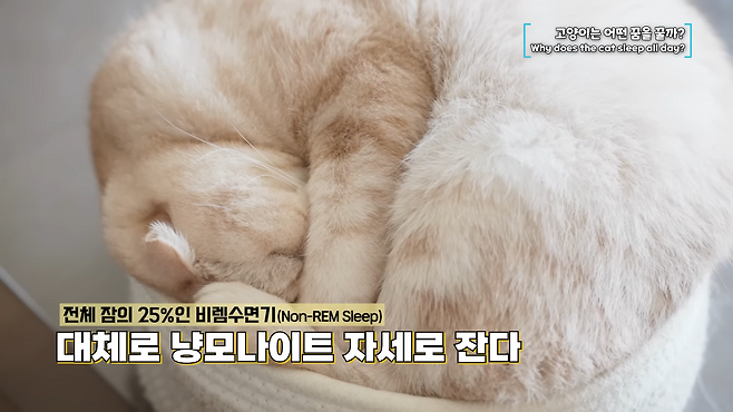 고양이가 깊은 수면에 들었을 때는 대체로 몸을 둥글게 말고 잔다고 한다.&nbsp;유튜브 ‘윤샘의 마이펫상담소’ 캡처