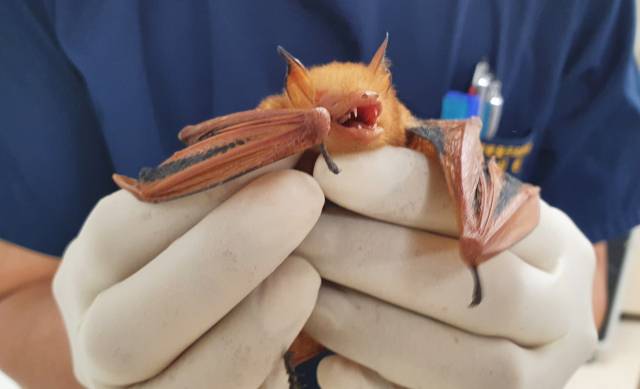 광주시 보건환경연구원 소속 광주야생동물구조관리센터가 무등산국립공원 탐방로에서 천연기념물 제452호, 멸종위기 야생생물 I급인 '붉은박쥐'를 발견했다. 광주시 제공=뉴스1