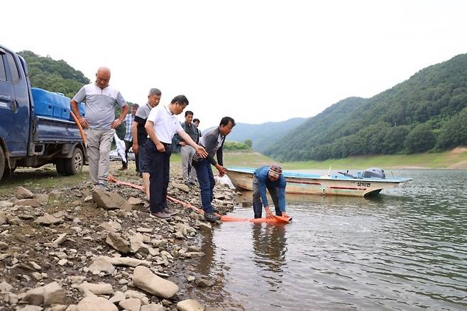 쏘가리 치어 방류하는 주민들 [충주시 제공. 재판매 및 DB 금지]