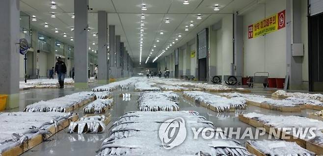 먹갈치 [목포수협 제공]