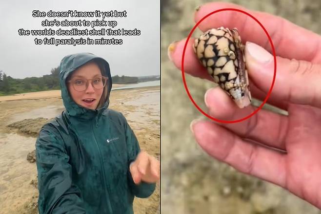 미국 여성이 바닷가에서 독을 가진 청자고둥을 주웠다며 위험성을 경고했다. 사진=틱톡(@beckyleeinoki) 캡처