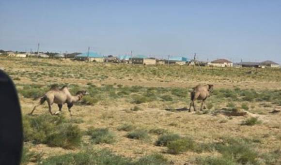 카스피해 근처 초원에서 단봉낙타와 쌍봉낙타가 거닐고 있다. [사진=윤영선]