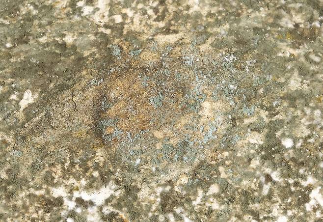 잘 띄어진 누룩의 표면. 장진영 기자