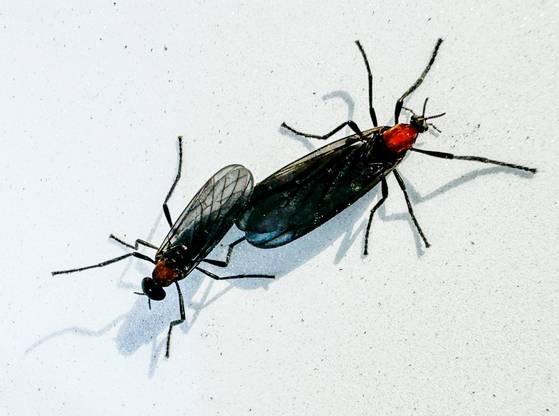 이른바 '러브버그'로 불리는 붉은등우단털파리가 수도권 도심 곳곳에서 기승을 부리고 있다. 뉴스1