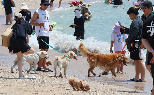 ▲ 전국적으로 폭염이 이어지고 있는 5일 인천 중구 영종도 선녀바위해수욕장에서 열린 ‘인천 댕댕(반려견) 썸머비치’를 찾은 반려견과 보호자들이 더위를 식히고 있다. 연합뉴스