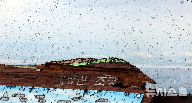 [인천=뉴시스] 전진환 기자 = 30일 오전 인천 계양구 계양산 정상에서 러브버그(붉은등우단털파리) 무리가 등산로와 등산객들에게 들러붙으며 불쾌감을 주고있다.  2025.06.30. amin2@newsis.com