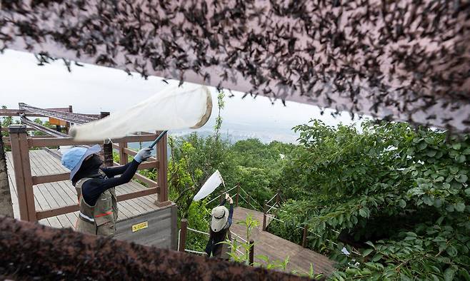 4일 환경부 및 소속기관 직원들이 인천 계양구 소재 계양산을 중심으로 활동&nbsp;중인 러브버그 성체를 제거하기 위해 송풍기와 포충망을 활용해 방제 작업을 하고 있다. 환경부 제공