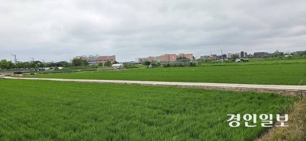 롯데쇼핑이 2013년부터 추진 중인 롯데명품아울렛 파주점 인근 문발·서패동 일대 30만2천㎡ 규모의 ‘파주 세븐페스타’ 개발 예정 농지. 2025.7. 4 파주/이종태기자 dolsaem@kyeongin.com