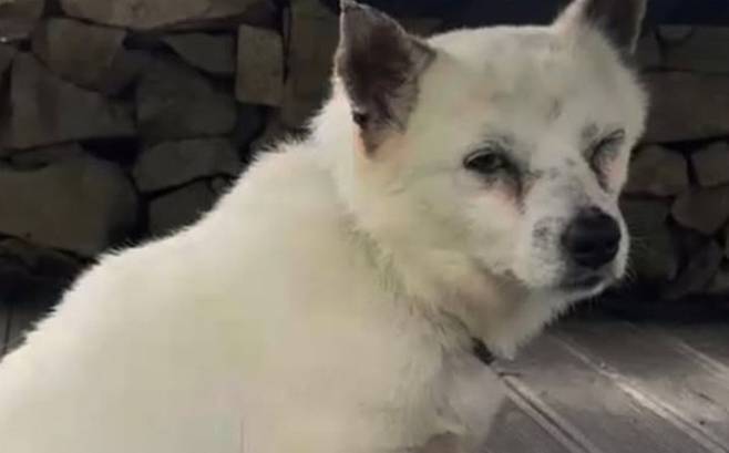 해병대원이 쏜 비비탄에 상처 입은 개./동물보호단체 비글구조네트워크