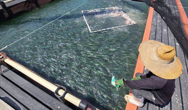 한낮 체감온도가 35도에 육박한 6일 경남 통영시 산양읍 해상 가두리 양식장에서 어민들이 사료를 공급하고 있다. 김민진 기자 mjkim@