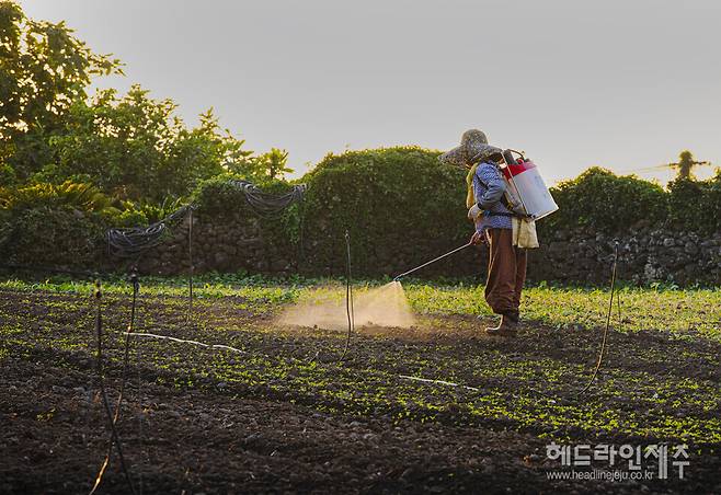 기후위기로 인해 농사는 더욱 힘들어졌다. 사진은 2020년 8월 제주시 애월읍 구엄리에서 촬영, 한낱 더위를 피해 해질녘에 제초작업을 하는 모습. (사진=김환철 부장)