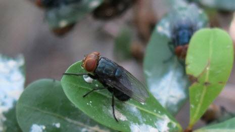 뉴월드 나사벌레 파리 (사진=미국 농무부 홈페이지)