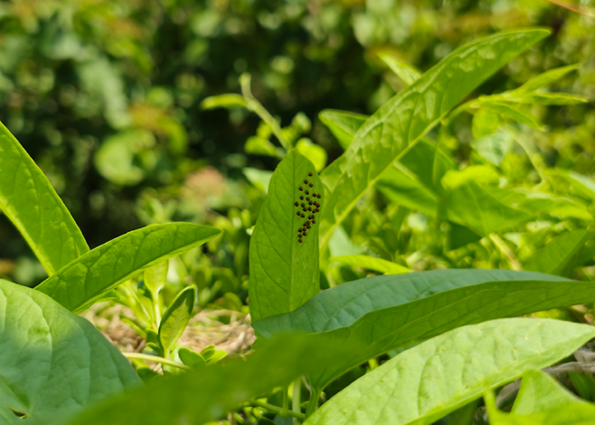 꽈리허리노린재의 알. 어런이과학동아 제공