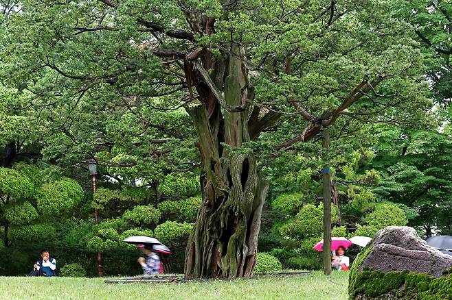 2025년 6월25일 오전 서울 종로구 청와대 옛 본관 터에 있는 740살 주목. 이종근 선임기자