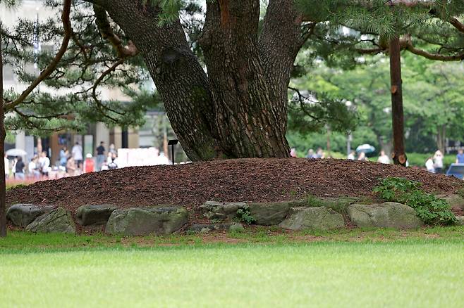 2025년 6월25일 오전 서울 종로구 청와대 녹지원의 170살 반송. 이종근 선임기자