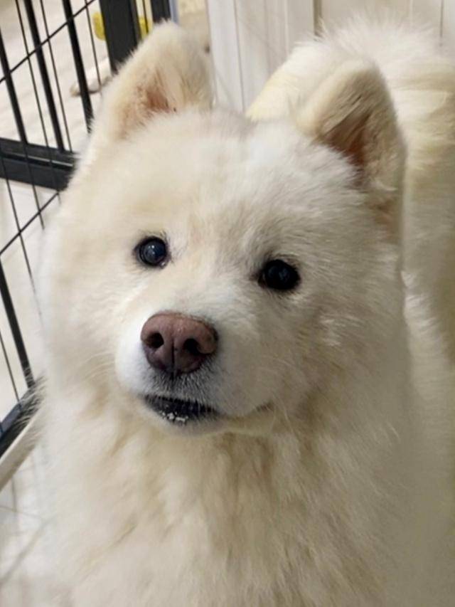 사람을 경계하던 마요는 구조된 지 이틀 만에 다른 개 친구들은 물론 사람에게도 완벽 적응하는 모습을 보였다. 워크온 제공