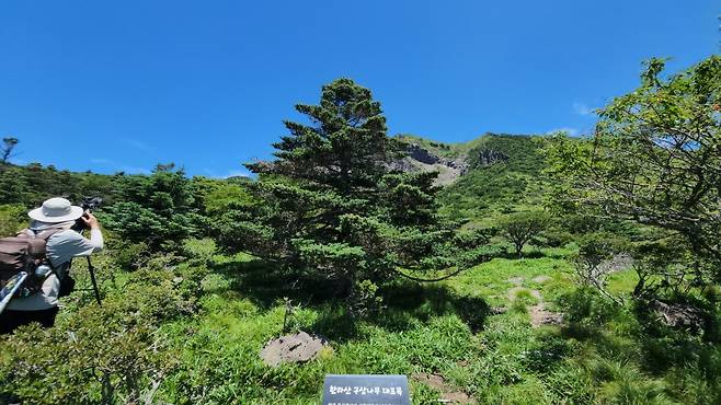 5일 첫 공개된 구상나무 대표목 (사진, 신동원 기자)